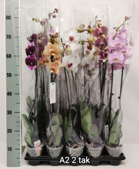 Phal Phalaenova Paars 12/65