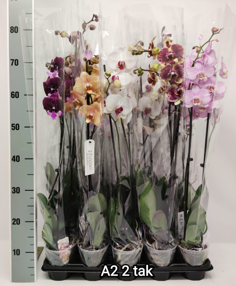 Phal Phalaenova Paars 12/65