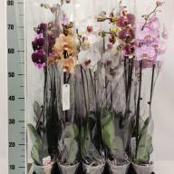 Phal Phalaenova Paars 12/65 - IMG-7903a4cab008b4465bbeabe3127e26d0-V