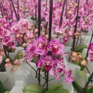 Phal Phalaenova Paars 12/65 - зображення_viber_2025-05-23_12-23-47-301