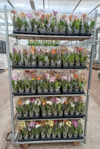 Phal A2 1-tak TerLaak Multi Mix 12/40