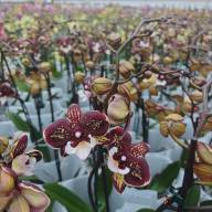Phal 2-tak White Pars Mutant 12/65 - IMG-20250120-WA0084