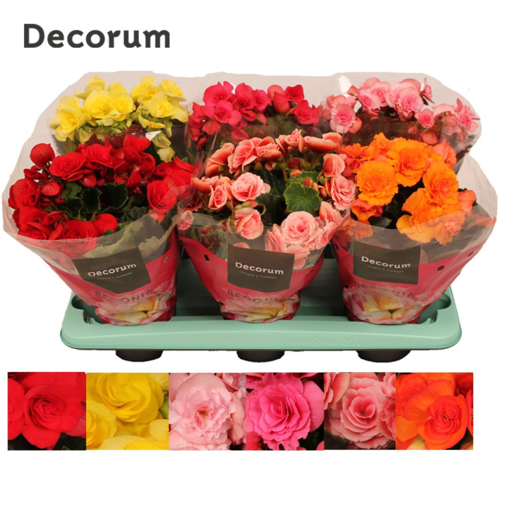 Begonia Decorum Mix 13/32