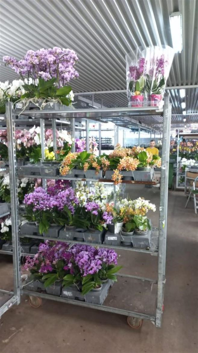 Phal A2 1/2/3-tak Duijn-Hove Multi Mix12/35