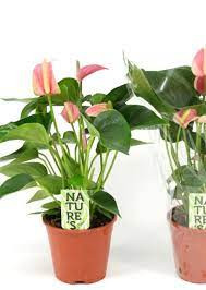 Anthurium  California Pink 17/70