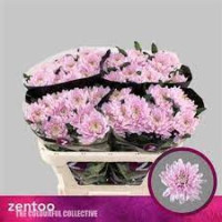 Chr G Rossano Dark X10