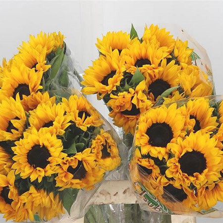 Helianthus (Подсолнух) Orange Fire Holland