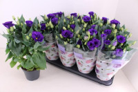 Eustoma Julietta Blue 12/30