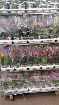 Phal 1-2-3 Duijn-Hove Multi + Parfum Bud 12/35