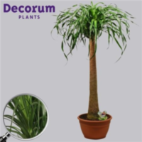 Beaucarnea Recht 30 Cm Xl (decorum)