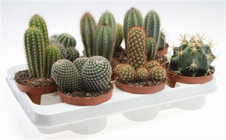 Cactus Mix (160)