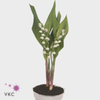 Convallaria Majalis