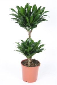 Dracaena Frag Compacta 45-15 (grower)