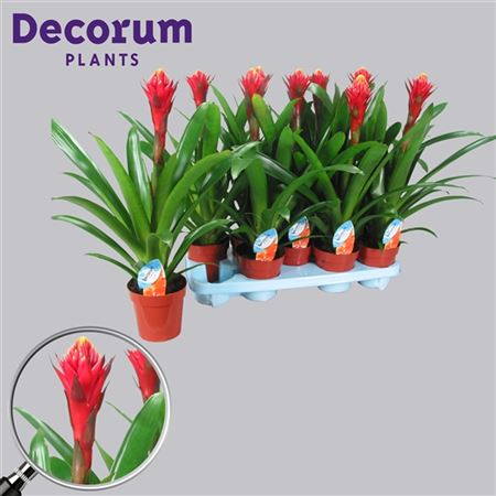Guzmania Torch Rood Geel (decorum)
