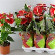 Anthurium Michigan 14/50 - X836512_H_1