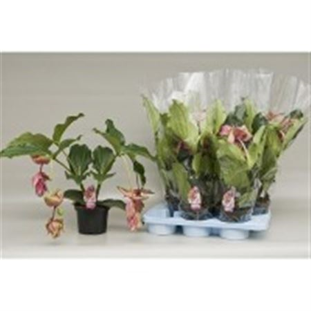 Medinilla J'adore Dolce Vita 2+