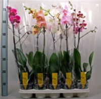 Phal 2-tak Van Geel (limited)