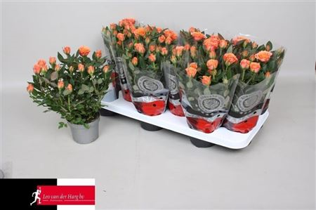 Rosa Kordana Salmon (grower)