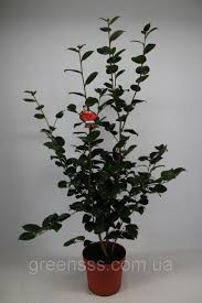Camelia Lady Campbel 19/80