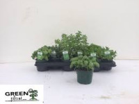 Tradescasia Fluminensis 12/15