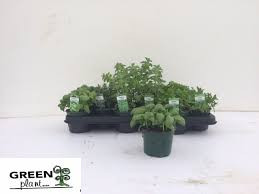 Tradescasia Fluminensis 12/15