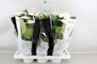 Anthurium Montana 14/55