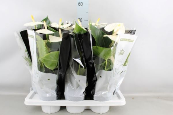 Anthurium Montana 14/55