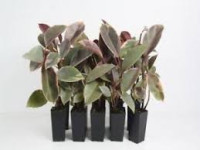 Ficus Lyrata Bambino 12/40