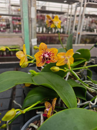 Phal 2-tak Kort Yellow Phalaenova 12/65