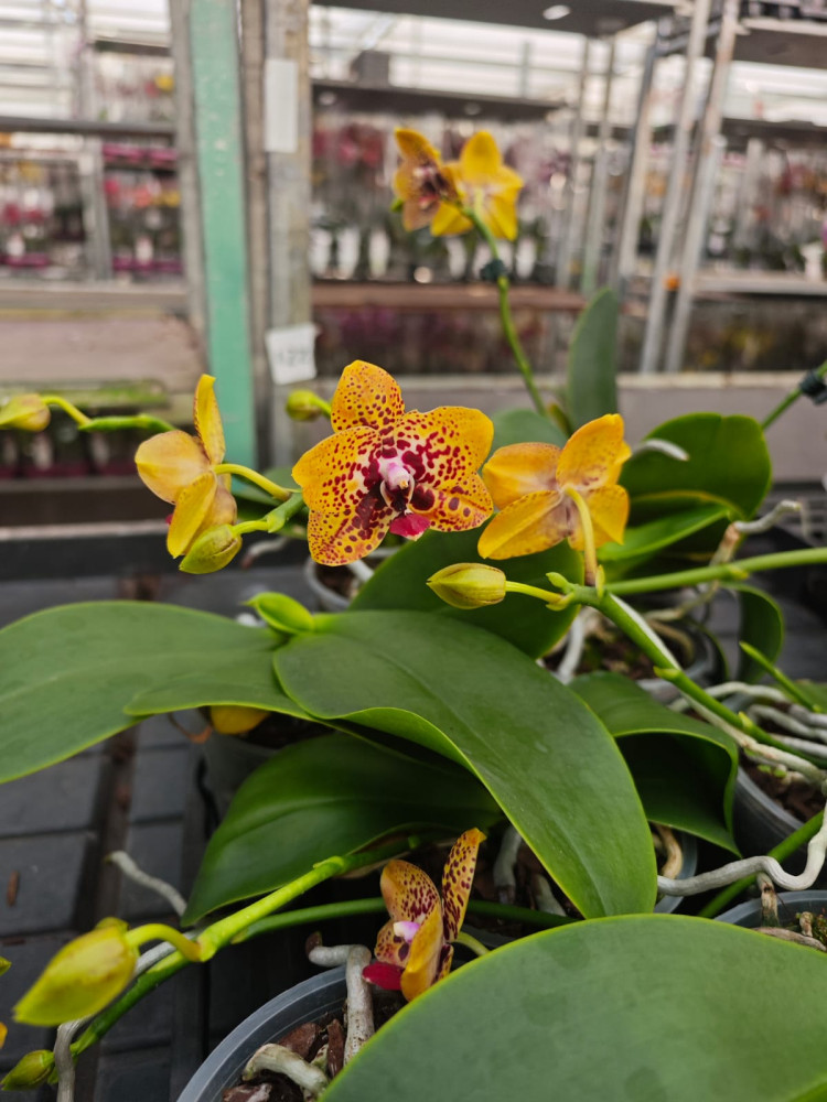 Phal 2-tak Kort Yellow Phalaenova 12/65
