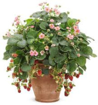 Fragaria Ostara 9/10