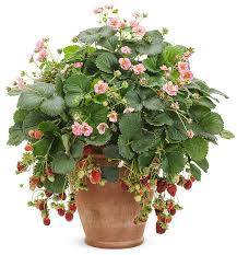Fragaria Ostara 9/10