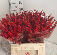 Ilex Ve Rode Bes 25 sm x10