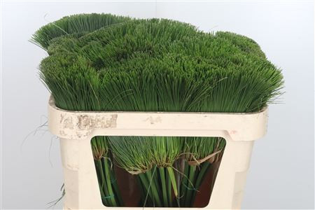 Cyperus Papyrus