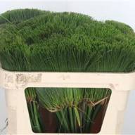 Cyperus Papyrus - CYPERUS PAPYRUS