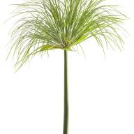 Cyperus Papyrus - graceful_grasses_prince_tut_cyperus_04