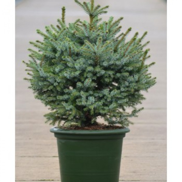 Picea Omorica 22/75