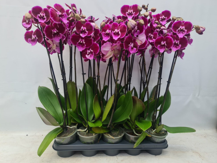 Phal 2-tak BigLip Special Lembongan 12/65