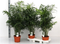 Chamaedorea Elegans 17/100