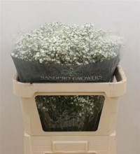 Gypsophila Xience 70 cm Holland