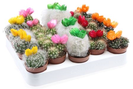Cactus Notocactus Mix 12/15