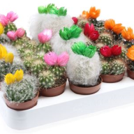 Cactus Notocactus Mix 12/15 - Картинка