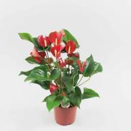 Cactus Notocactus Mix 12/15 - Картинка