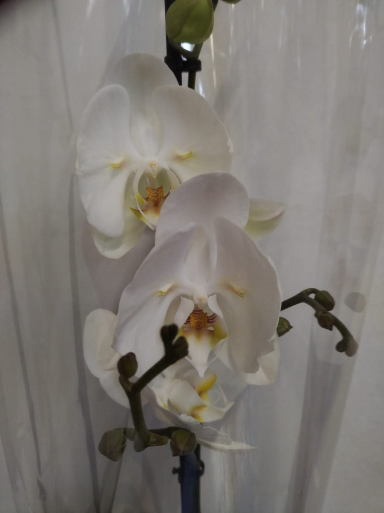 Phal 2-tak Ural 12/70