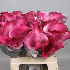 Zantedeschia Crystal Blush 40 cm X10