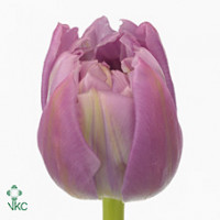 Tulp Du Double Princes Holland