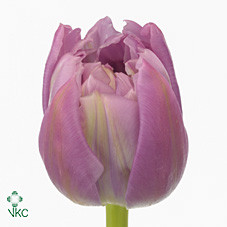 Tulp Du Double Princes Holland