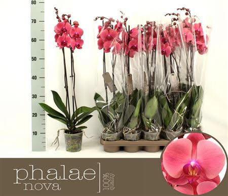 Phal 2-tak Parfum Mix Decorum 12/35