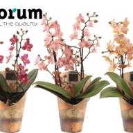 Phal 2-tak Parfum Mix Decorum 12/35 - IMG-20240704-WA0010