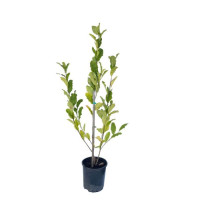 Magnolia Royal Star 23/80